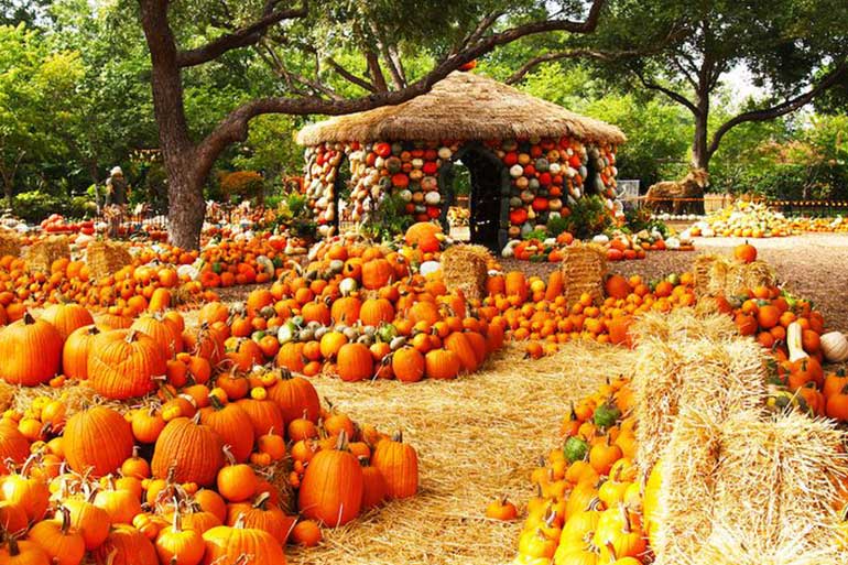 Best Pumpkin Patches in US for Fall Fun